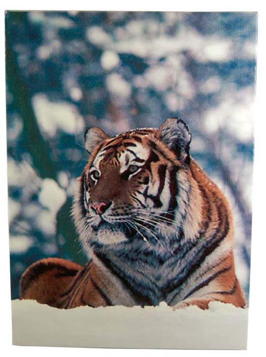 Frame Tiger 35x25cm