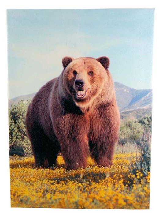 Frame Brown Bear 35x25cm