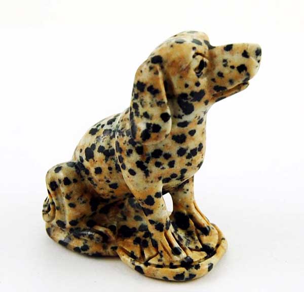 Dalmatian Dog Dalmatine Jasper