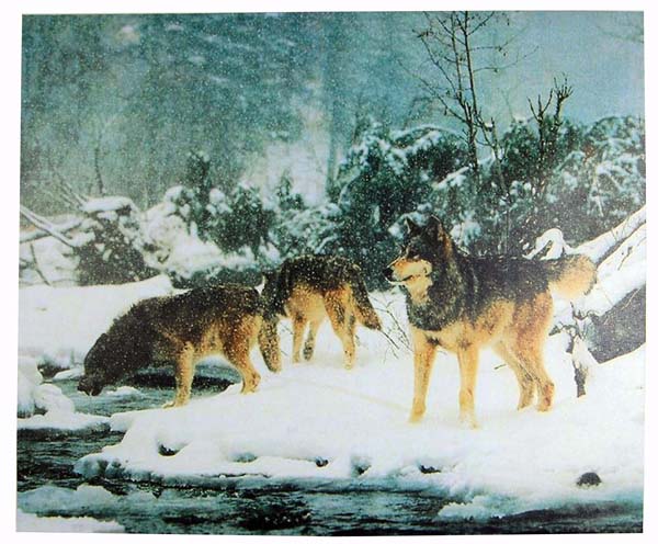 Frame Canvas Wolves In Snow 50x60cm